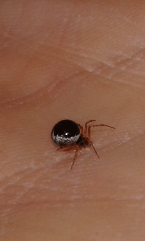 Theridiidae : Sardinion blackwalli - prov. PD